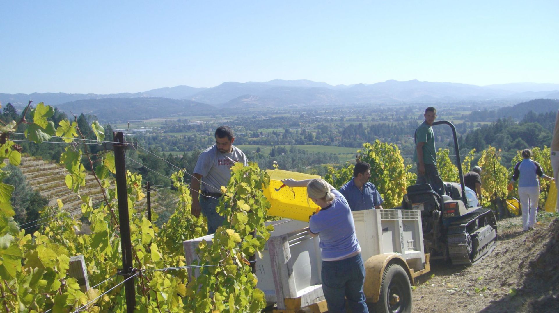 Harvesting grapes at Newton Vineyard